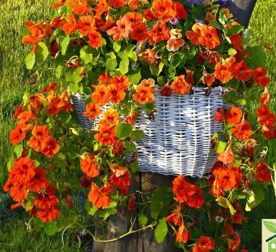 Nasturtium Red Emperor 